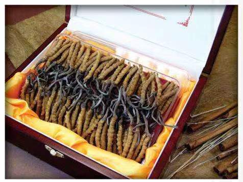 南坤镇冬虫夏草回收